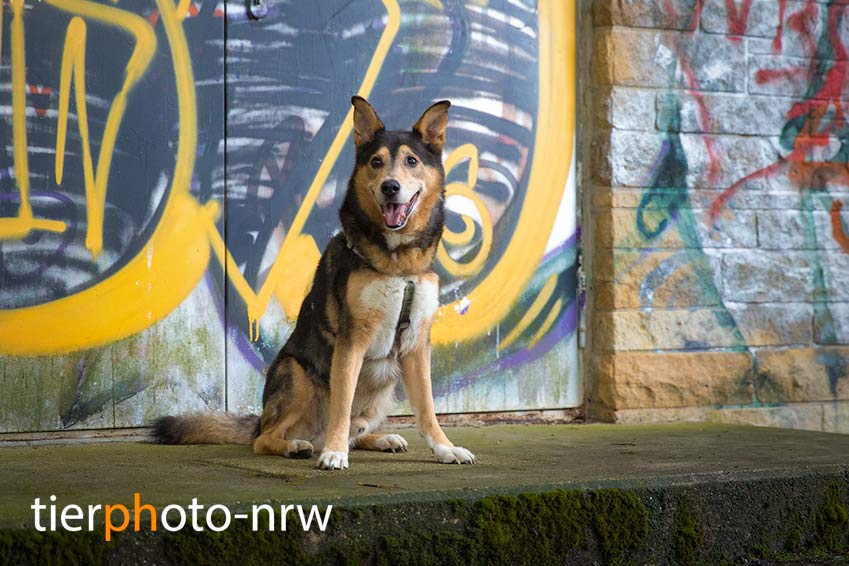 Gutschein Hundefoto