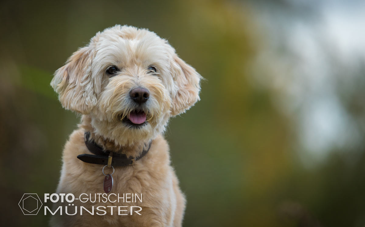 Hundefoto als Geschenk Gutschein