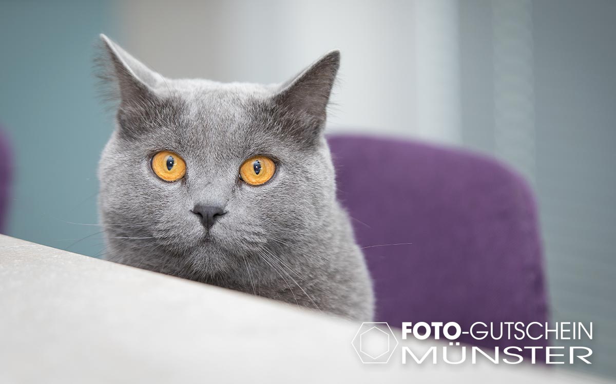 Fotoshooting geschenkt