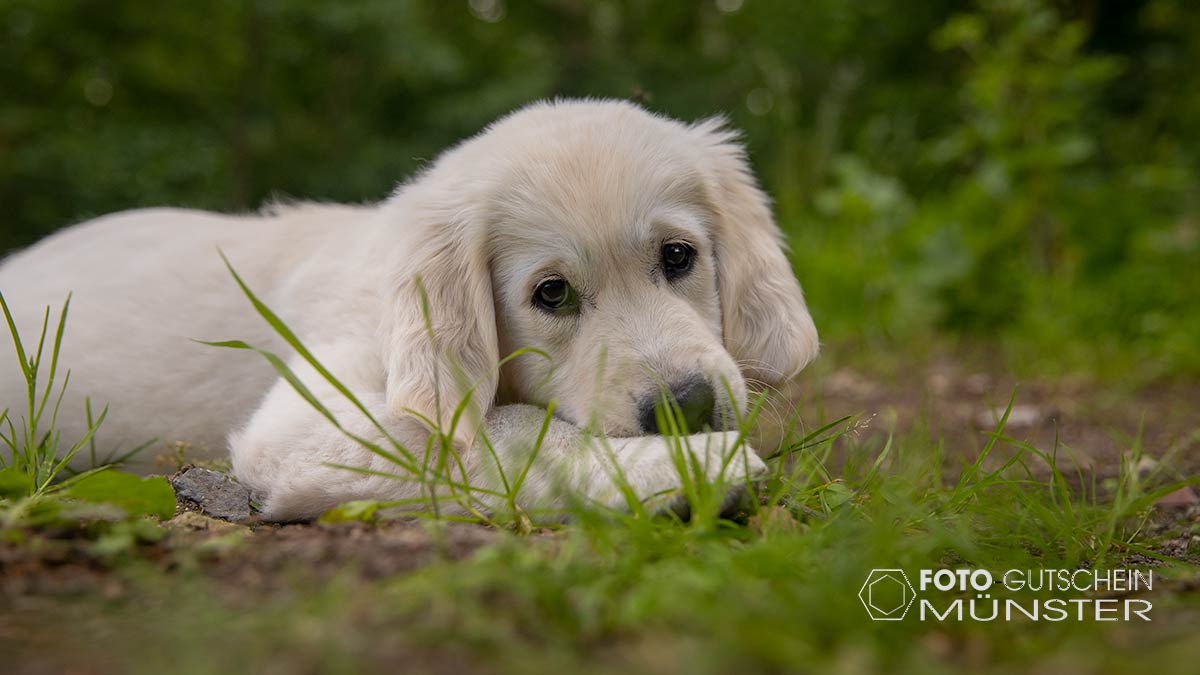 Gutschein Fotoshootig