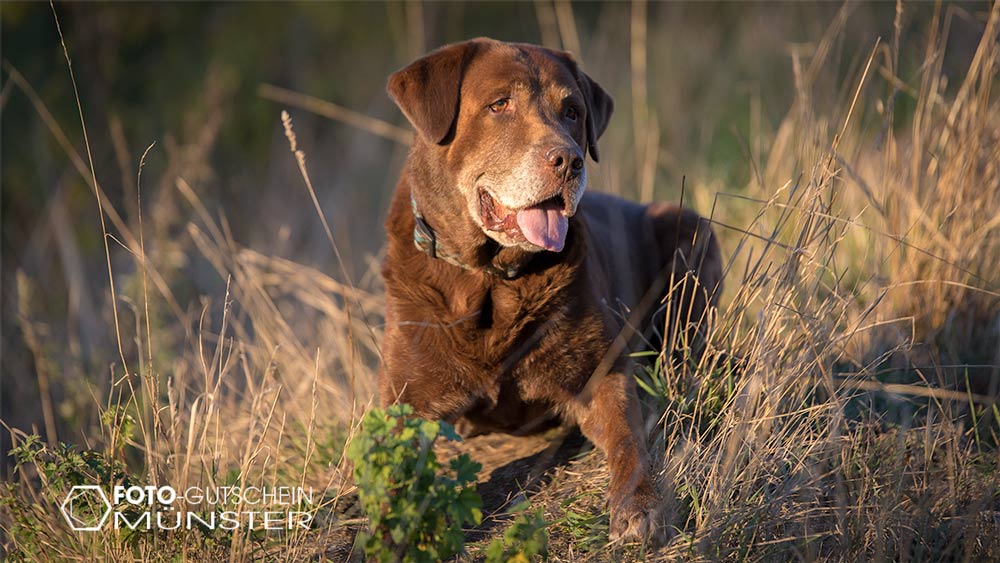 Labrador Fotoshooting