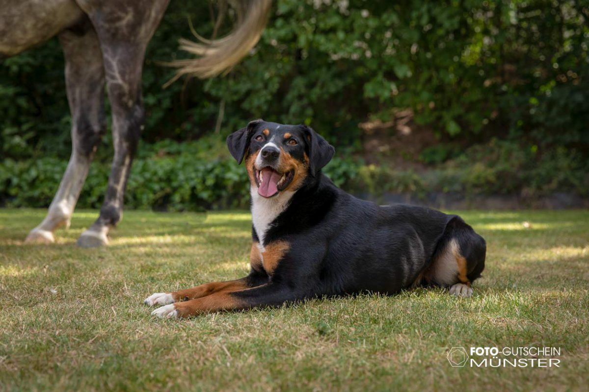 Gutschein fotoshooting Hund