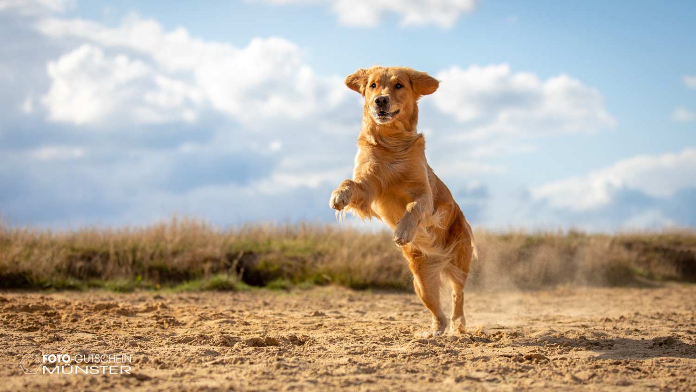 Hund im Sprung